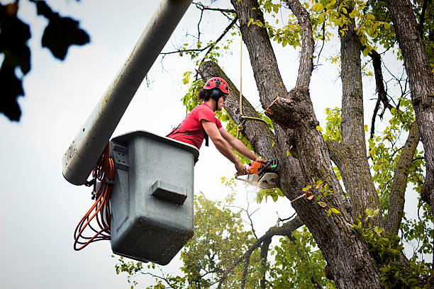 Best Tree Branch Trimming  in Fairless Hills, PA